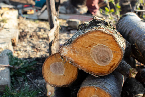 Best Commercial Tree Services  in USA